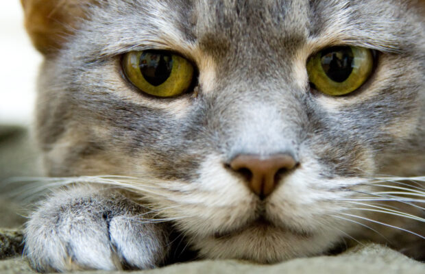 Cat Custody